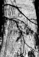 Tree trunk in winter light