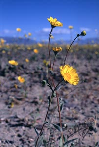 Wildflowers in Death Valley